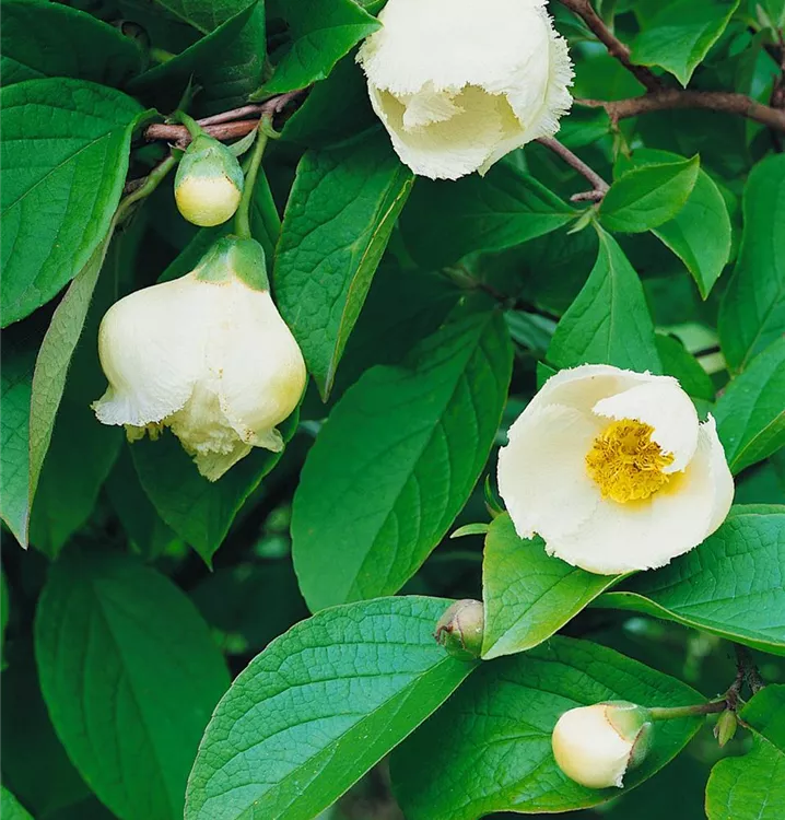 Japanische Scheinkamelie