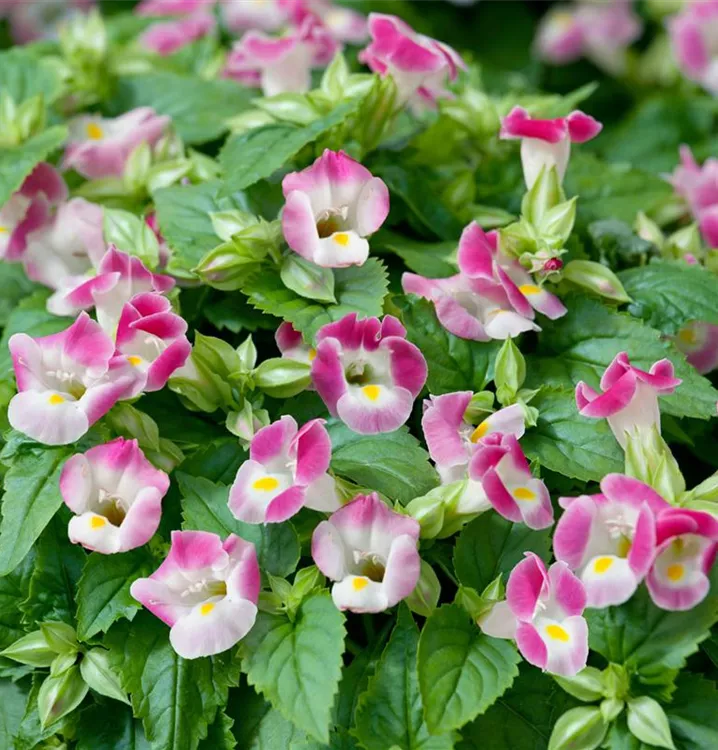 Fournier-Torenie 'Kauai'