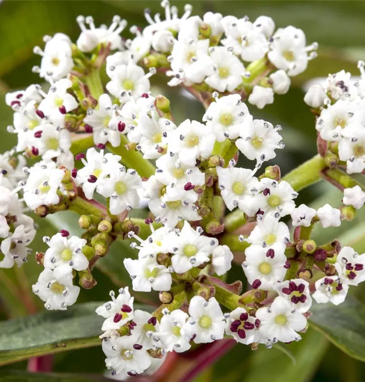 Immergrüner Kissenschneeball