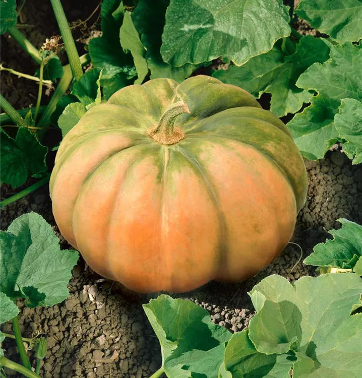 Moschus-Kürbis