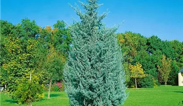 Zum Vergrößern klicken Bildvorschau