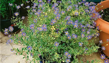 Zum Vergrößern klicken Bildvorschau