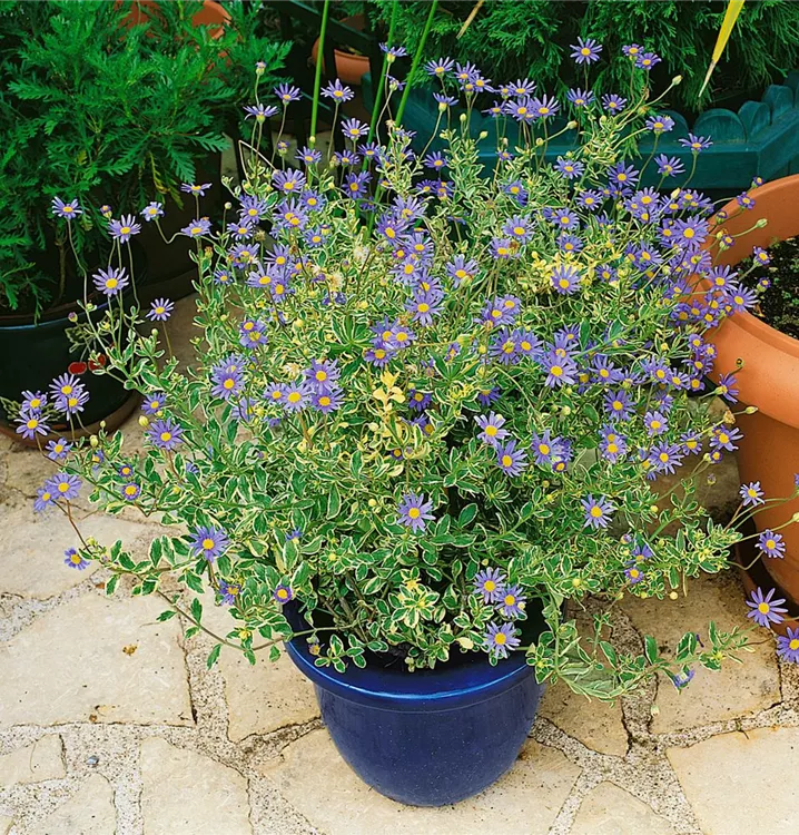 Blaue Kapaster Blaue Kapaster