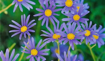 Zum Vergrößern klicken Bildvorschau