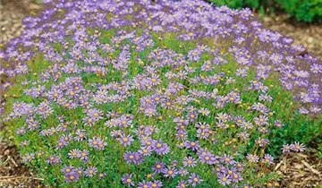 Zum Vergrößern klicken Bildvorschau