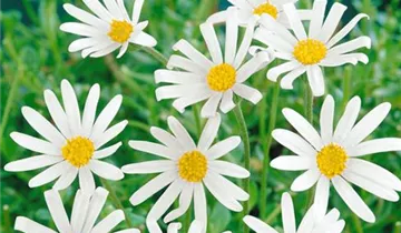 Zum Vergrößern klicken Bildvorschau