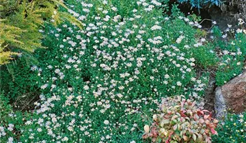 Zum Vergrößern klicken Bildvorschau