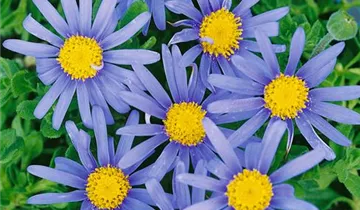 Zum Vergrößern klicken Bildvorschau