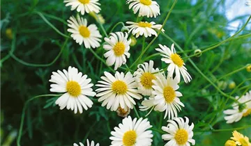 Zum Vergrößern klicken Bildvorschau