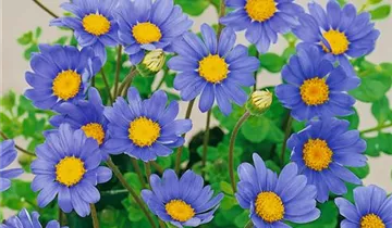 Zum Vergrößern klicken Bildvorschau