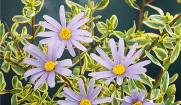 Zum Vergrößern klicken Bildvorschau