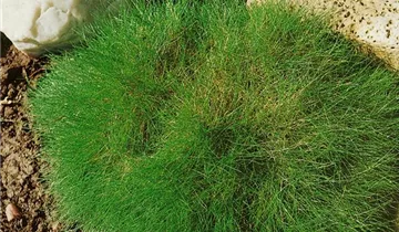 Zum Vergrößern klicken Bildvorschau