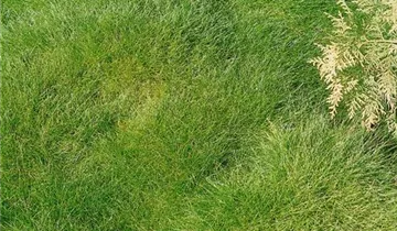 Zum Vergrößern klicken Bildvorschau