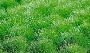 Zum Vergrößern klicken Bildvorschau