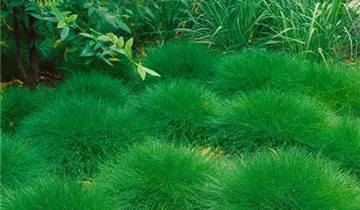 Zum Vergrößern klicken Bildvorschau