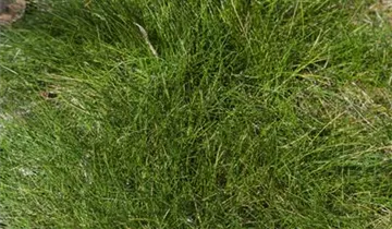 Zum Vergrößern klicken Bildvorschau