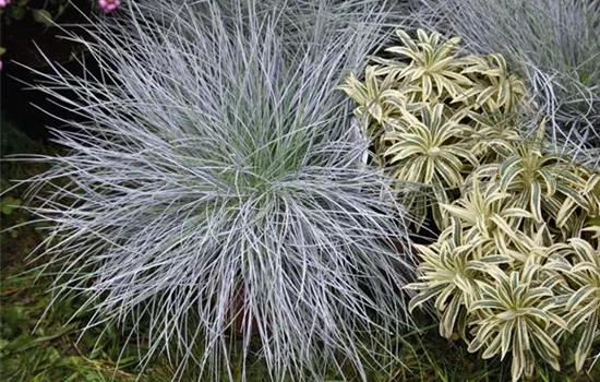 Blau-Schwingel Blau-Schwingel