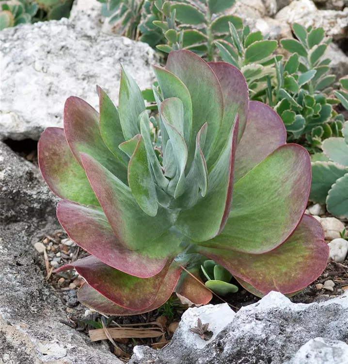 Wüstenkohl