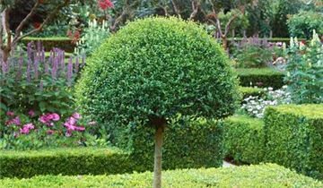 Zum Vergrößern klicken Bildvorschau