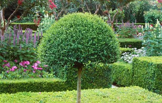 Kugel-Liguster Kugel-Liguster