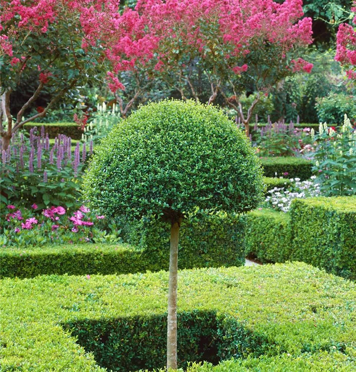 Kugel-Liguster Kugel-Liguster