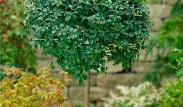 Zum Vergrößern klicken Bildvorschau