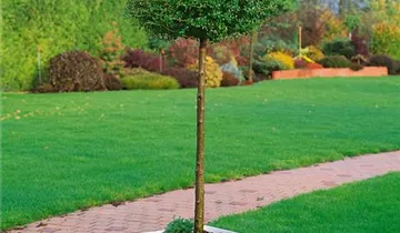 Zum Vergrößern klicken Bildvorschau