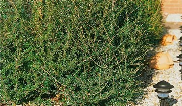 Zum Vergrößern klicken Bildvorschau