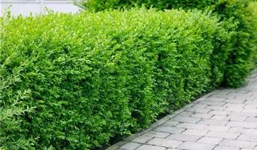 Zum Vergrößern klicken Bildvorschau