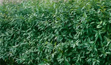 Zum Vergrößern klicken Bildvorschau