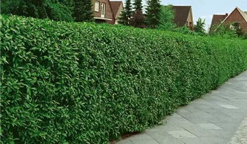 Zum Vergrößern klicken Bildvorschau