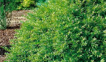 Zum Vergrößern klicken Bildvorschau