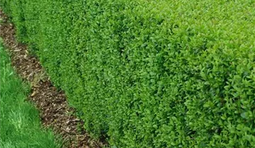 Zum Vergrößern klicken Bildvorschau