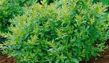 Zum Vergrößern klicken Bildvorschau