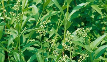 Zum Vergrößern klicken Bildvorschau