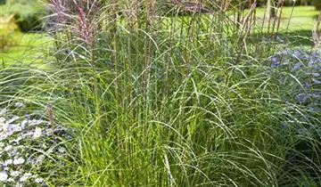 Zum Vergrößern klicken Bildvorschau