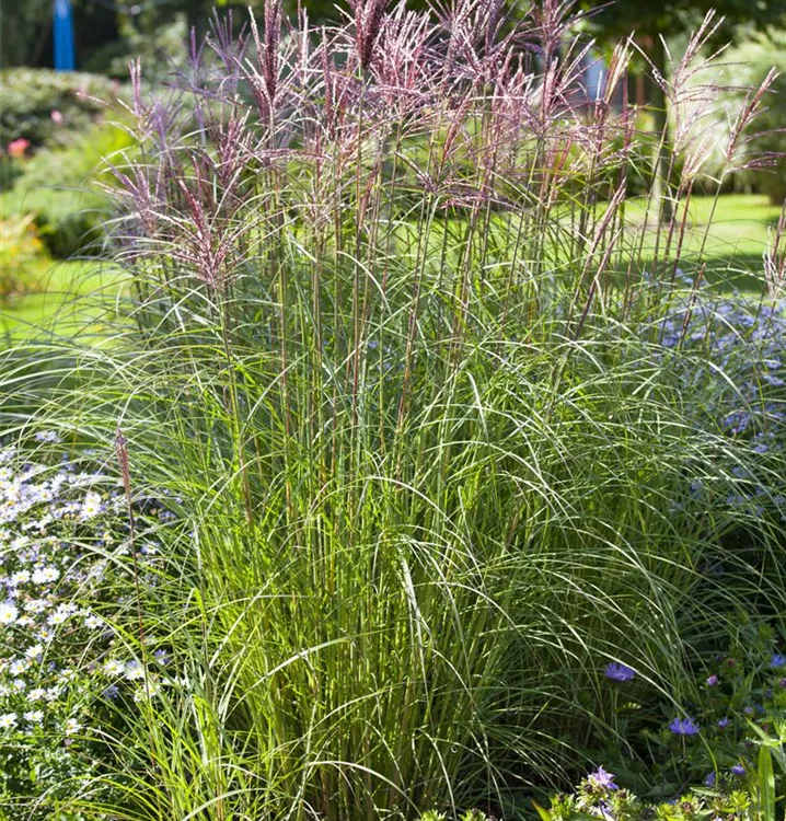 Garten-Chinaschilf Garten-Chinaschilf