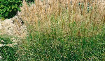 Zum Vergrößern klicken Bildvorschau