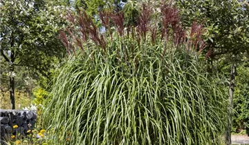 Zum Vergrößern klicken Bildvorschau