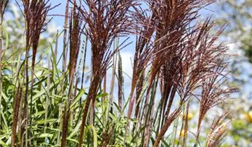 Zum Vergrößern klicken Bildvorschau