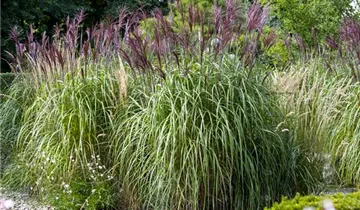 Zum Vergrößern klicken Bildvorschau