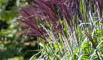 Zum Vergrößern klicken Bildvorschau