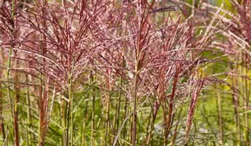 Zum Vergrößern klicken Bildvorschau