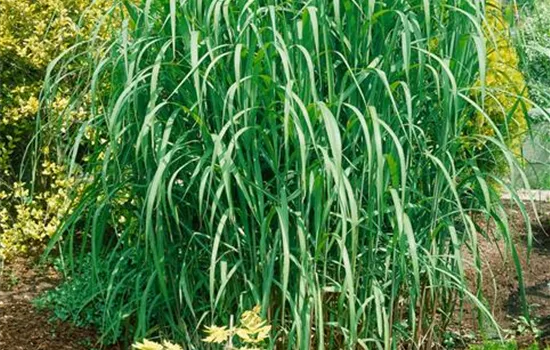 Hohes Garten-Chinaschilf 'Aksel Olsen' Hohes Garten-Chinaschilf 'Aksel Olsen'