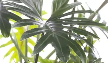 Zum Vergrößern klicken Bildvorschau