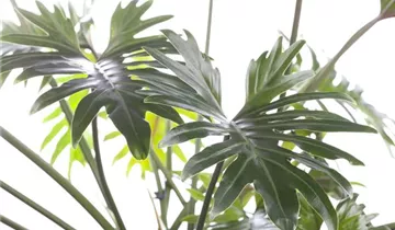 Zum Vergrößern klicken Bildvorschau