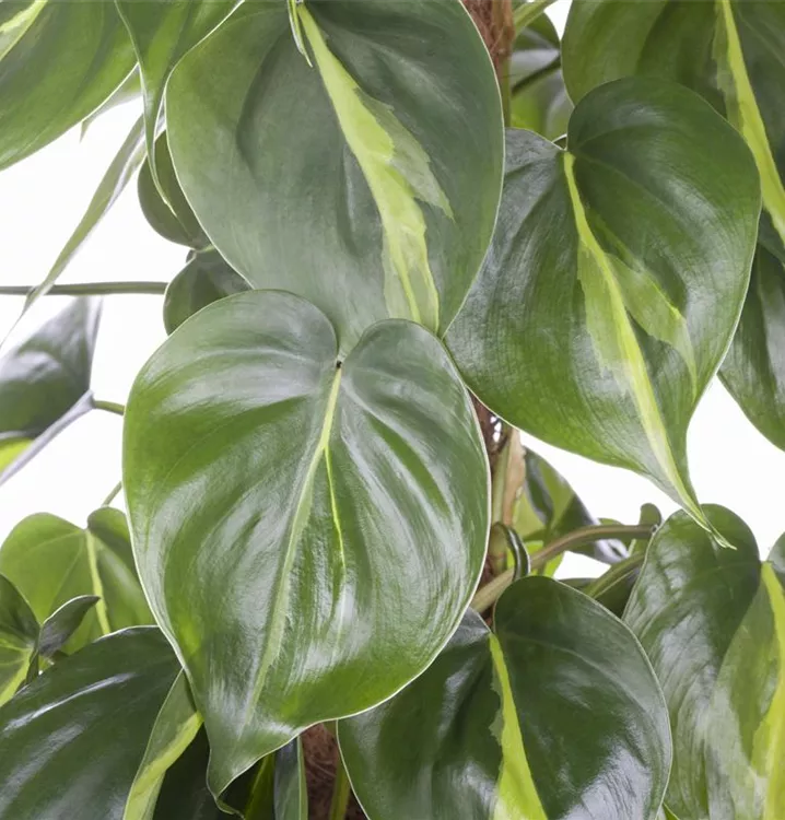 Philodendron