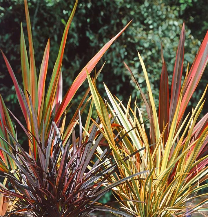 Neuseeländer Flachs