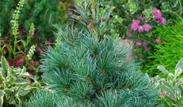 Zum Vergrößern klicken Bildvorschau