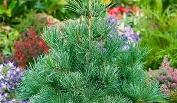 Zum Vergrößern klicken Bildvorschau